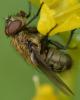 Pollenia sp.